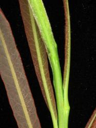 Salix purpurea. Emerging leaves with hairs that are rapidly lost.
 Image: D. Glenny © Landcare Research 2020 CC BY 4.0